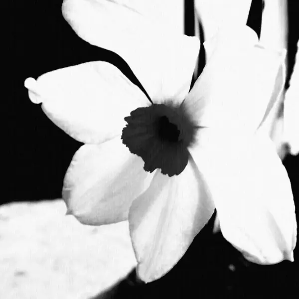 Pure impure par Ioana Geacar
