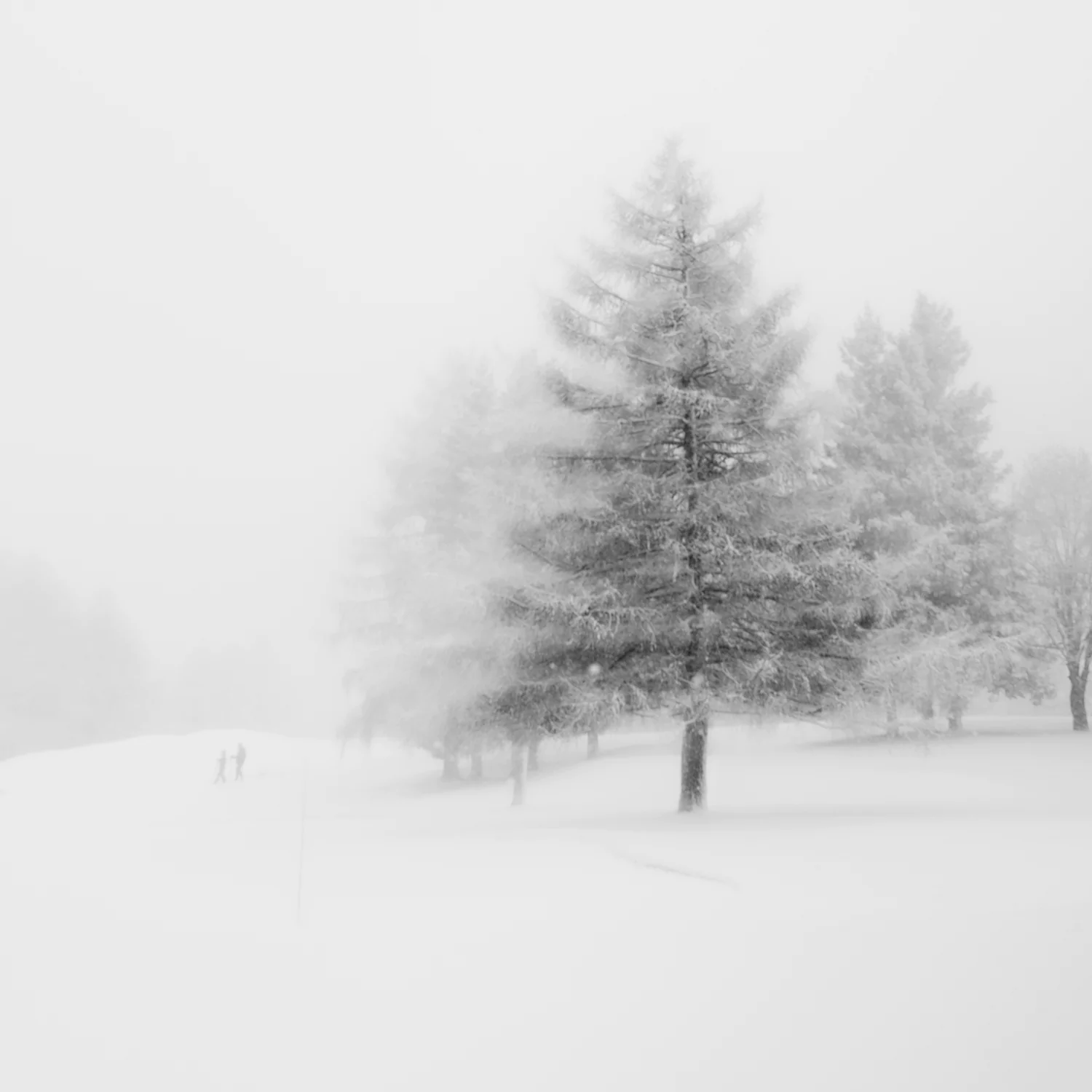 Let is snow, let is snow ... is a creation by the artist Véronique VS. Category Nature, Vegetal, Tree, forest, Photography, Digital. Leica Q2 monochrome. 2 distinctions, 758 views, 70 appreciations, 2 comments, 4 favourites.