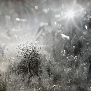 Hiver en Suisse 130 artworks