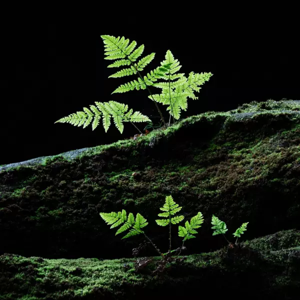 Fern by Martin Rak in Photography Digital