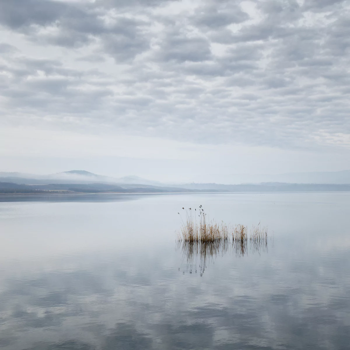 Reed by Martin Rak, Photography, Digital | Art Limited