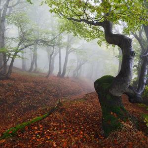 Miscellaneous II by Lysann