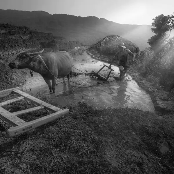 Project-Rice and Icon of Vietnam by Siarhei Mikhaliuk in Photography