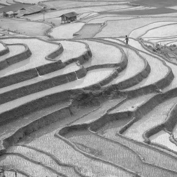 Project-Rice and Icon of Vietnam by Siarhei Mikhaliuk in Photography