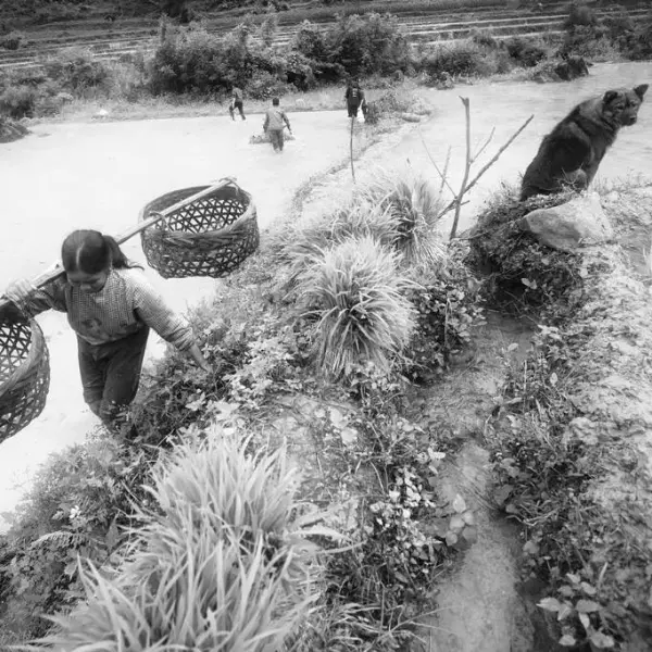 Project-Rice and Icon of Vietnam by Siarhei Mikhaliuk in Photography