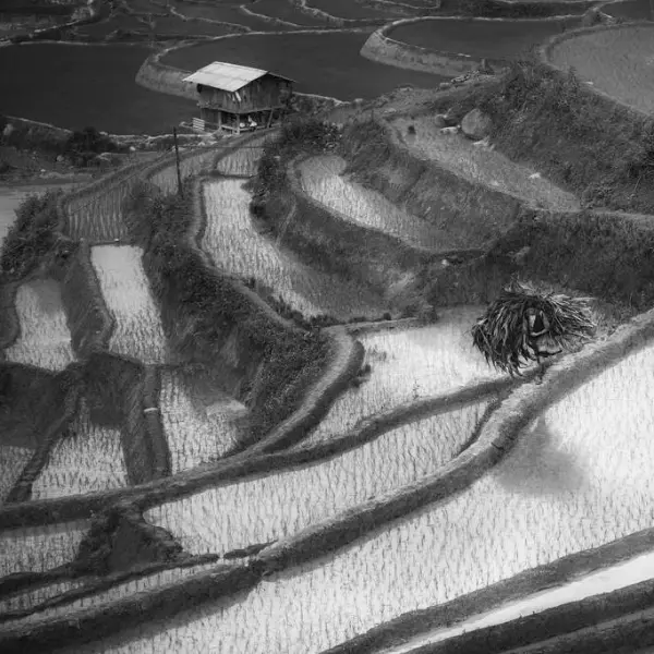Project-Rice and Icon of Vietnam by Siarhei Mikhaliuk in Photography