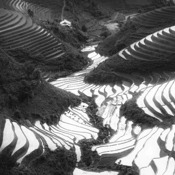 Rice Icon of Vietnam by Siarhei Mikhaliuk in Photography