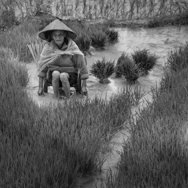 Rice Icon of Vietnam by Siarhei Mikhaliuk in Photography