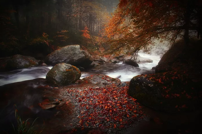 nature photography artist