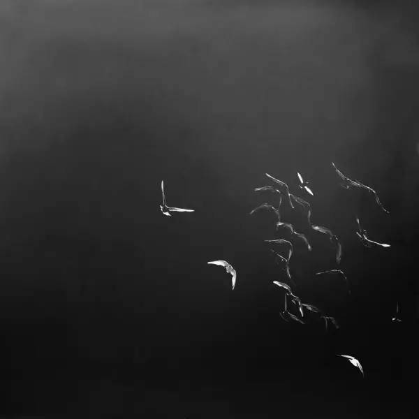 End of the Night by Emmanuel Knibbe in Photography Digital