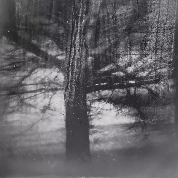 A Tree of Life by Emmanuel Knibbe in Photography Digital