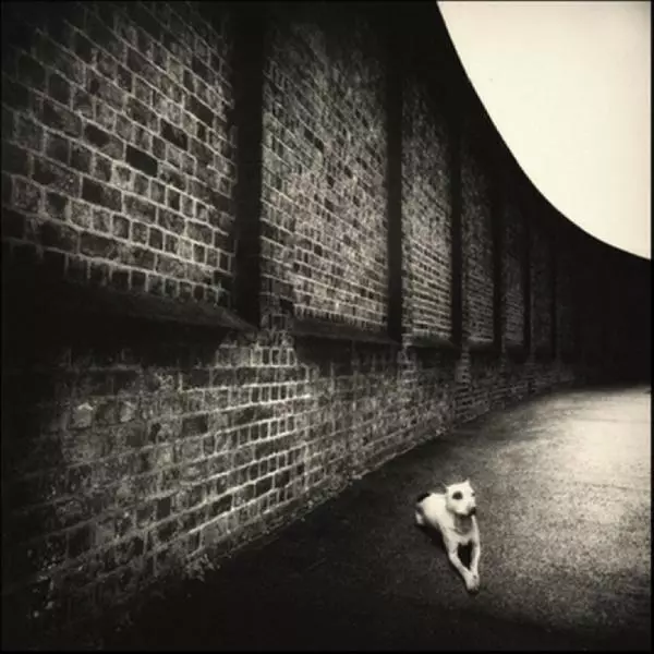 Its A Dogs Life par Joe Kennedy dans Photographie