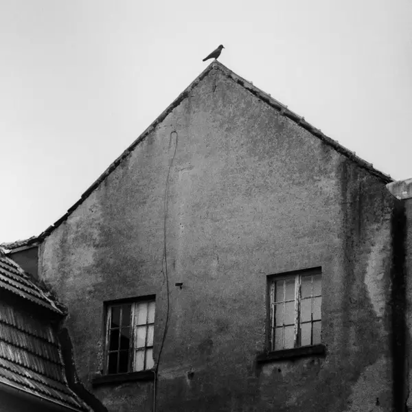 Krähe by Marc von Martial in Photography Medium-format film