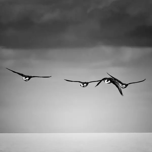 Birds Never Forget by Armelle Chapman in Photography Digital