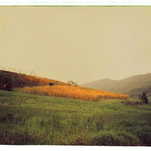 Delicate Movement by Mario Dellagiovanna in Photography Instant film