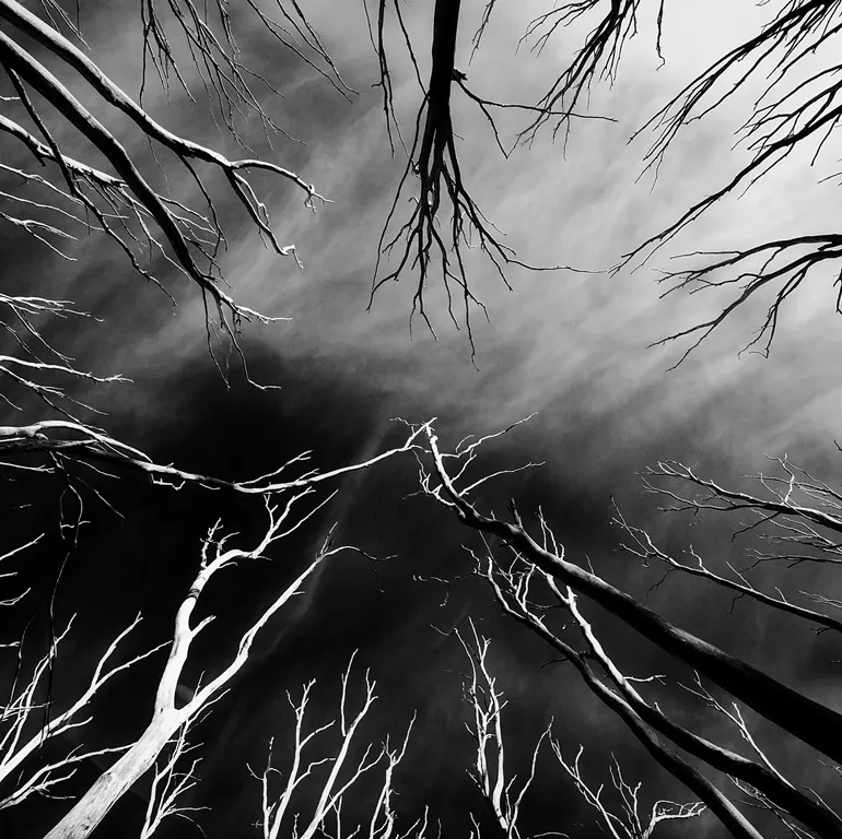 Abstract trees by Mihai Florea, Photography | Art Limited