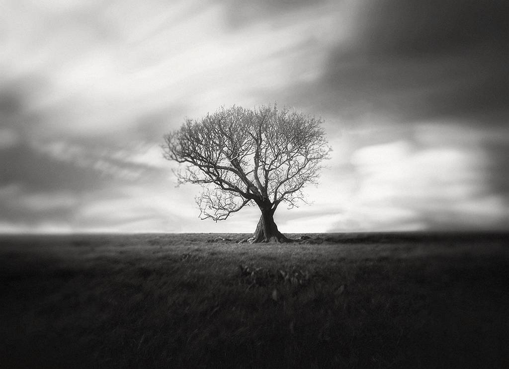 ? One, Two Tree III, photography, digital by Andy Lee - Art Limited