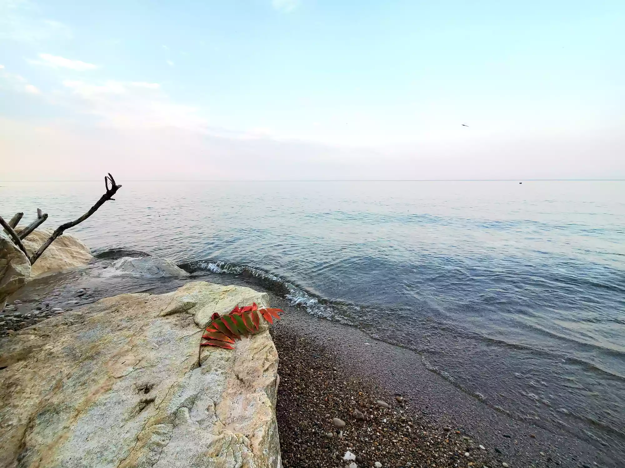 Lake. August. Dragonfly is a creation by the artist Nadezhda Romanova. Category Nature, Landscape, Waterscape, lake, river, Photography, Mobile phone. samsung Galaxy s10. 2 distinctions, 904 views, 69 appreciations, 3 comments, 5 favourites.