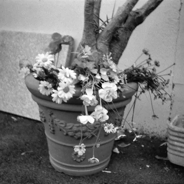 Still life, somewhat wilted by Johannes Beilharz