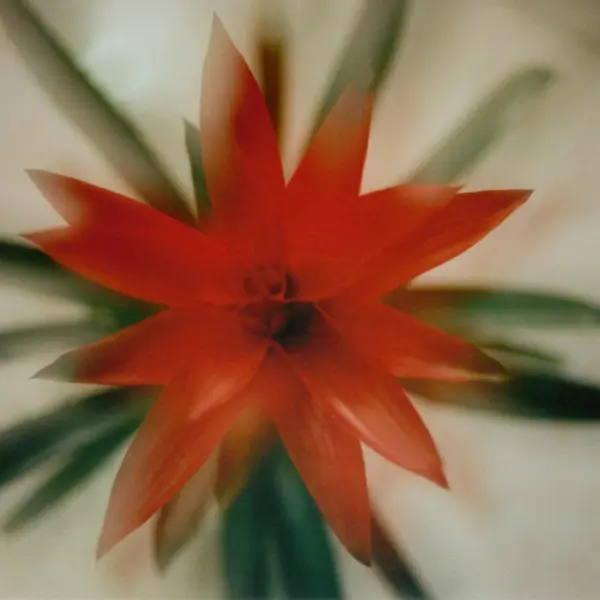 Red flower by Johannes Beilharz