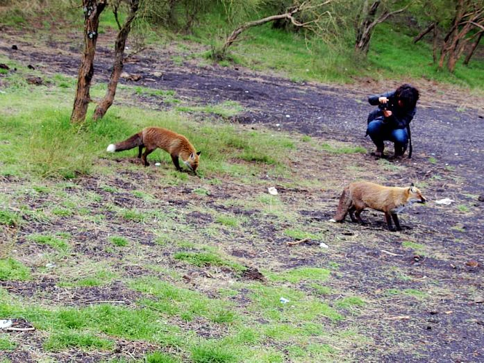 Foxes and photographer is a creation by the artist Johannes Beilharz. Category art work. This artwork is for sale. Photographed during a hike on the Etna in Sicily. Olympus E-410 with Zuiko Digital mm. 39 views, 2 appreciations.
