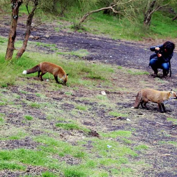 Foxes and photographer by Johannes Beilharz