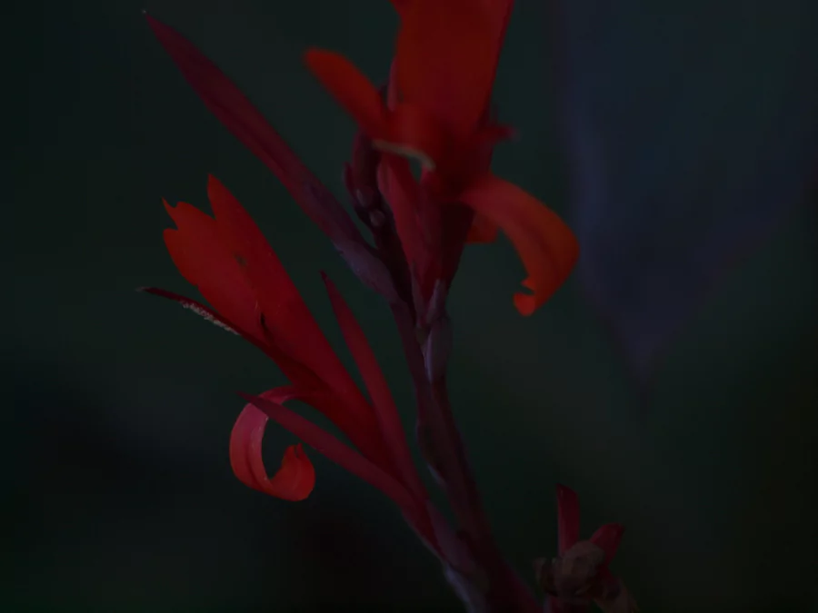 Mostly shadow is a creation by the artist Johannes Beilharz. Category art work. This artwork is for sale. Close-up of a red flower on a very dark background. Olympus E-620 digital camera with Zuiko Digital 70-300 mm lens. Close-up with a long lens to achieve…