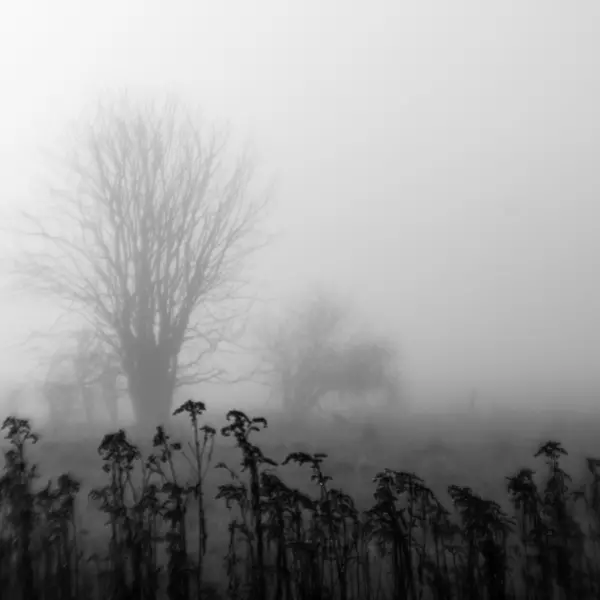 Foggy morning 01 par Jørgen Feldstedt dans Photographie Numérique