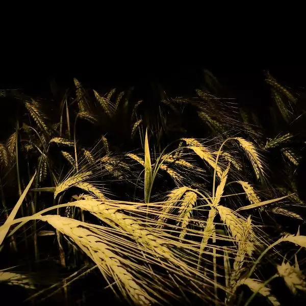 Wheat by Nicolas Bictel