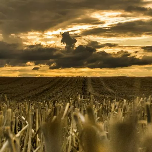 Sweet Wheat by Emile-hadrien Filippi in Photography Digital