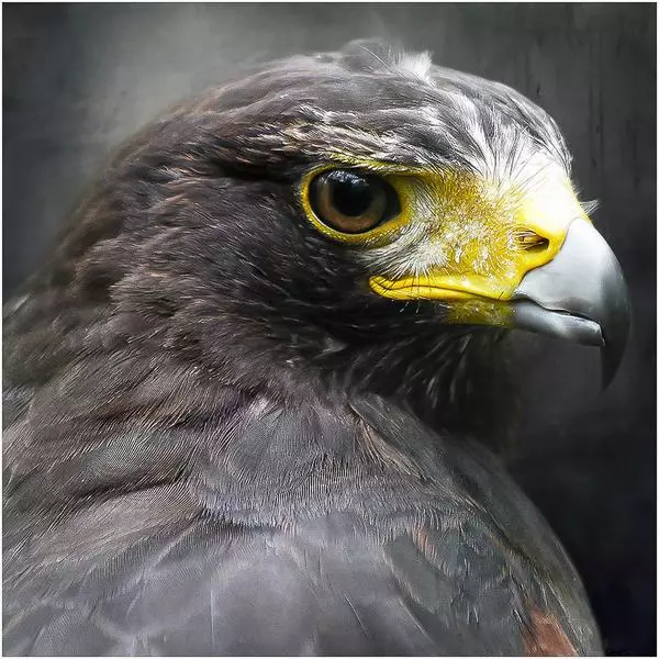 Eagle by Jean Michel Pinot