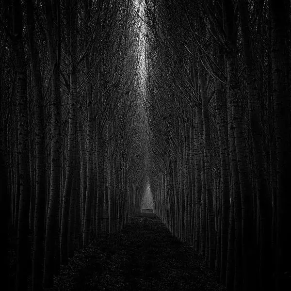 Guarda Veneta, Argine Sinistro Fiume Po. Italy. Nov, 12. 2017 by Pietro Abbagnato in Photography Digital
