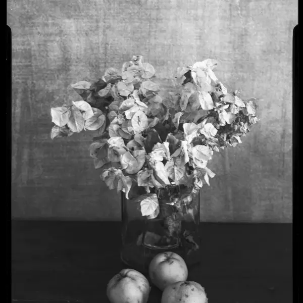 Dead bouganvillae salvaged from town dump w quinces by Giovanni Maria Sacco in Photography Large-format film