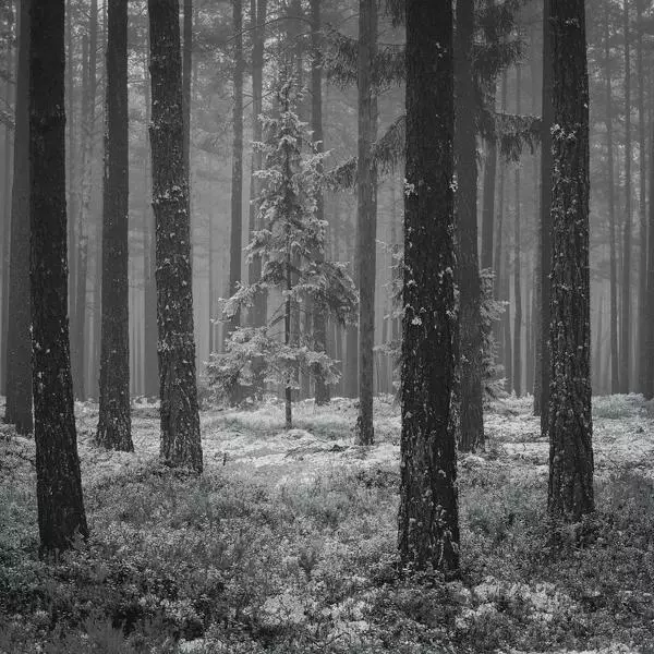Untitled by Aivars Akmenkalns