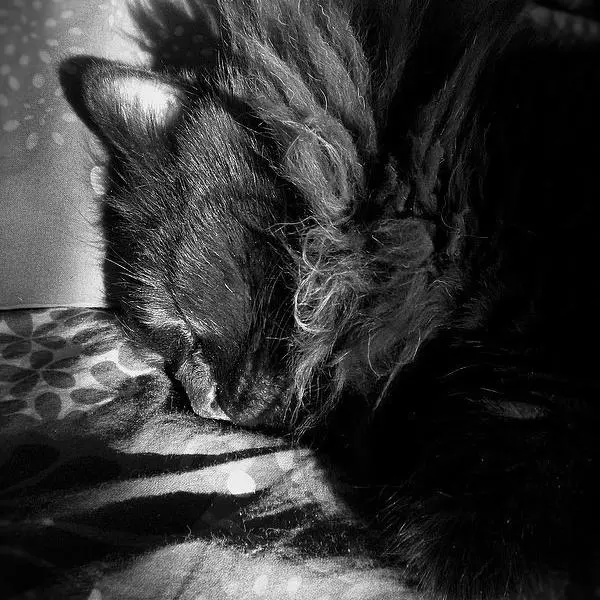 Dormir! par Nicole Thévenon dans Photographie Numérique