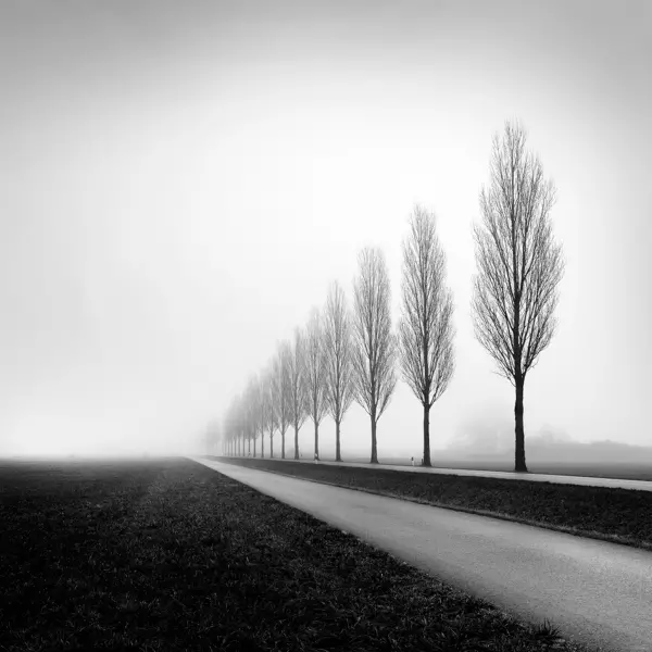 Tree-lined road, #2 by Thomas Bichler in Photography Digital