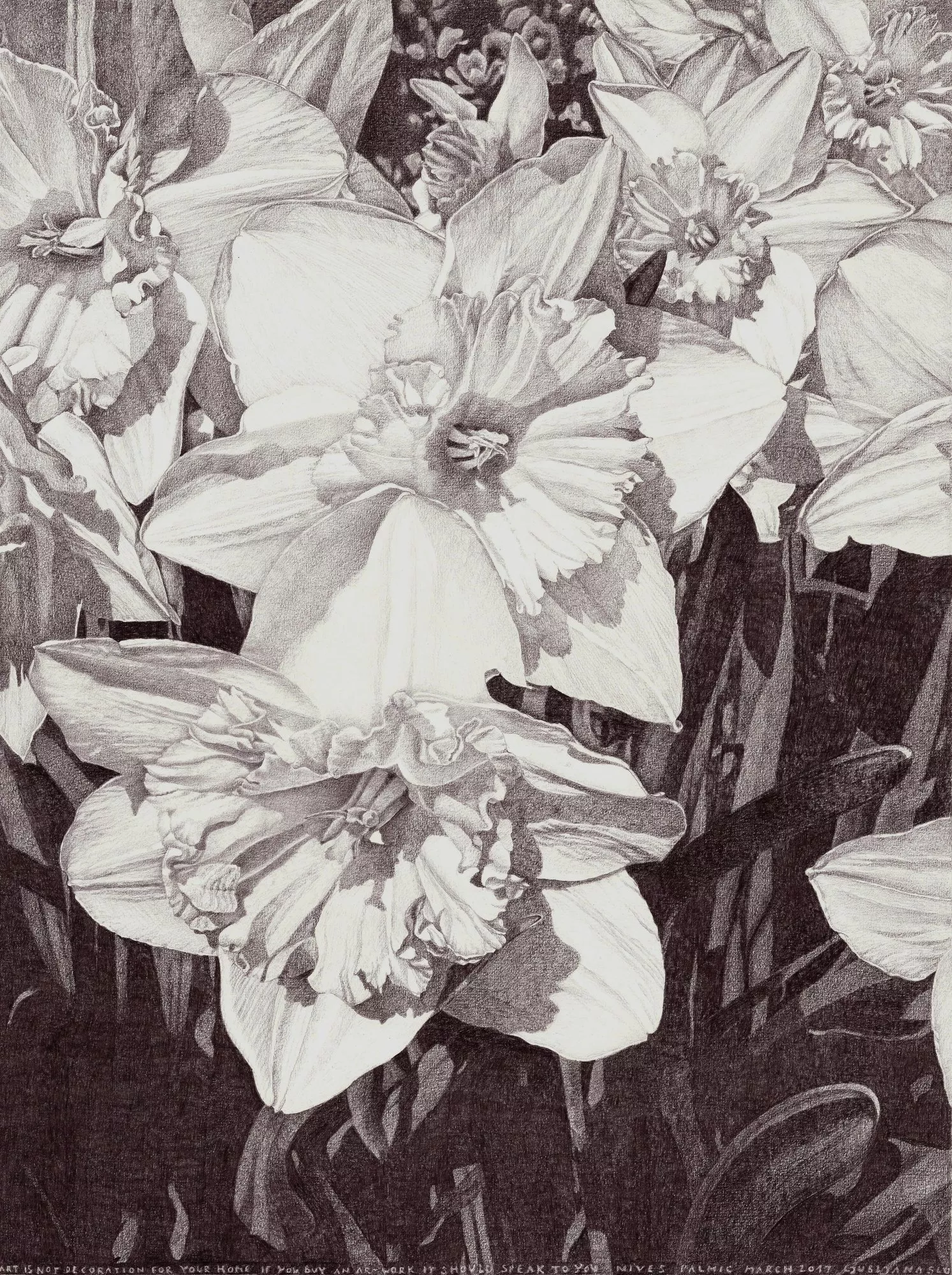 daffodil drawing pencil