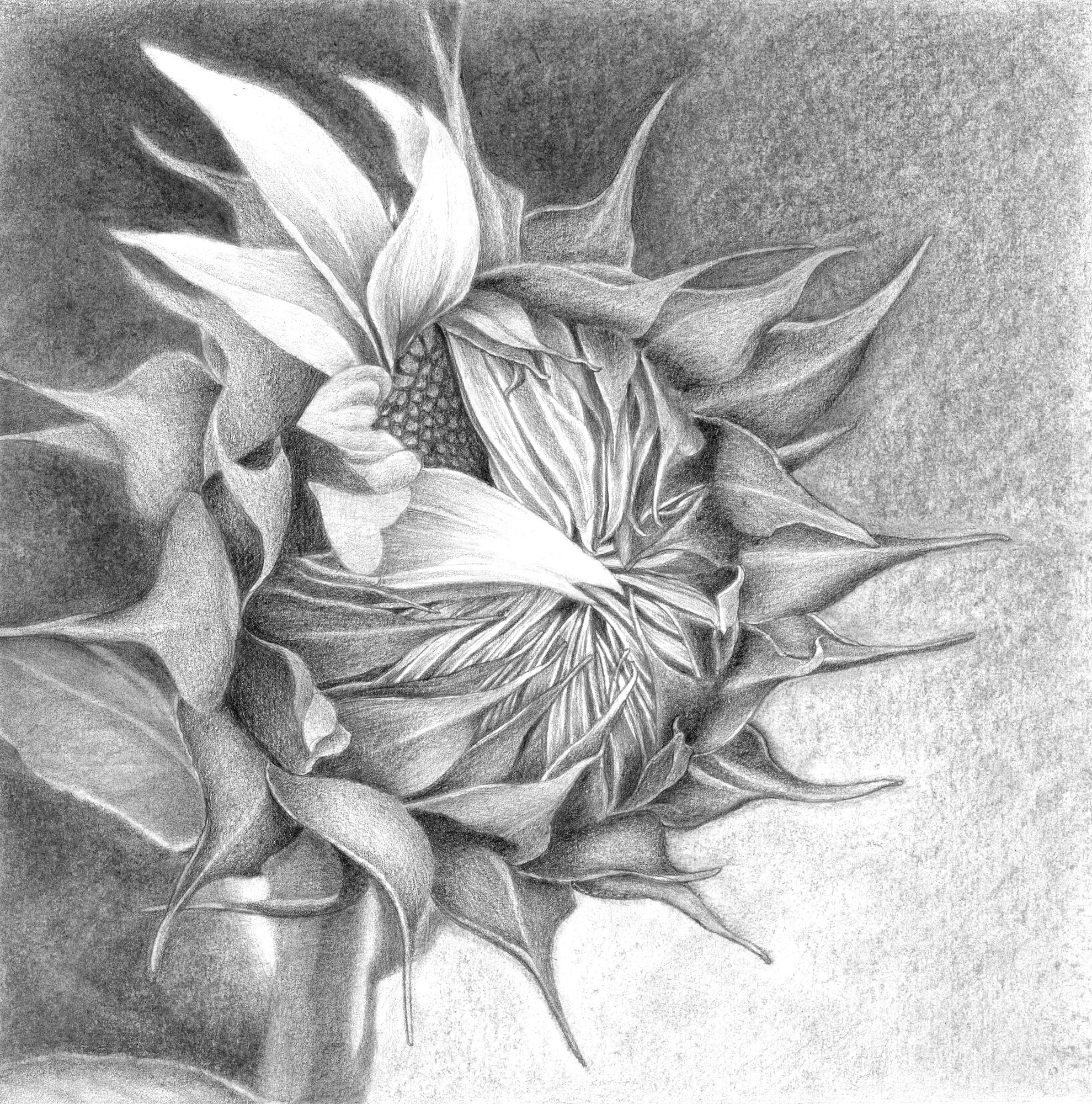 sunflower drawing pencil sketch