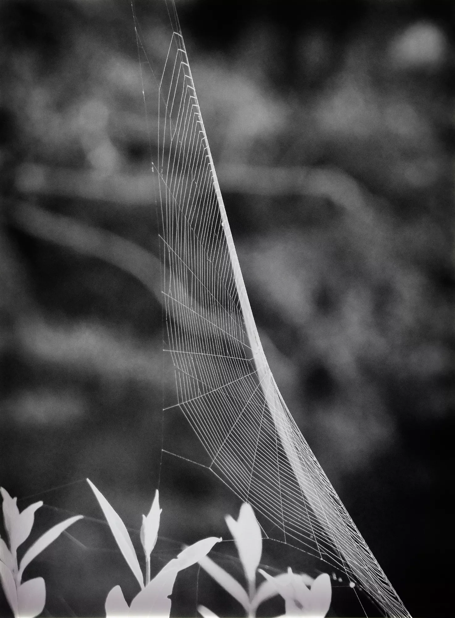 Modest spider pattern and mind inside est une création de l'artiste Irena Jasionek. Catégorie Nature, Art Déco, Contemplation, Mystérieux, Photographie. Nature knows place. Analog. 2 distinctions, 2K vues, 51 appréciations, 2 commentaires, 1 favori.