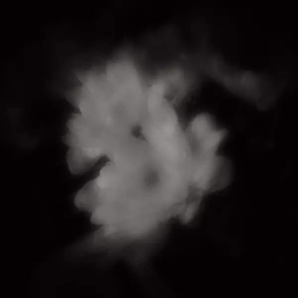 Chrysanthemum by Daphne Schnitzer