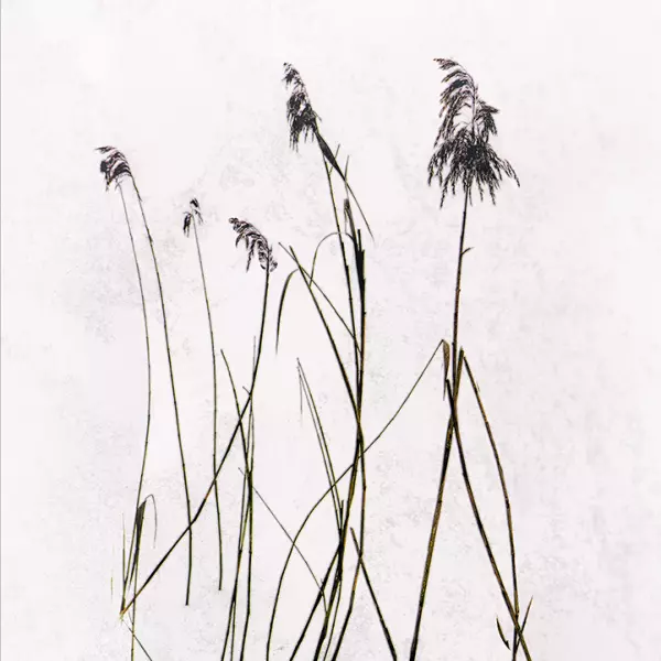 Frozen reed by Gilbert Claes in Photography Digital