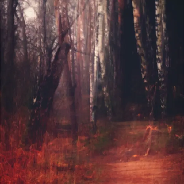 Forest Tales by Kamil Mysiak in Photography