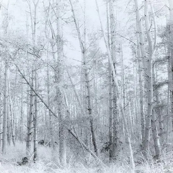 The White by M P in Photography Digital