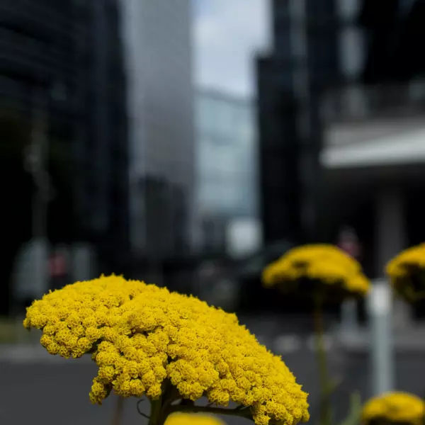 L'or en fleur by Thierry Poupon