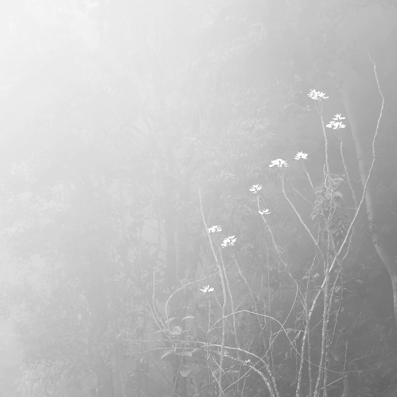 Blossoms in Fog; follow the link to go to the page for the picture in Art Limited