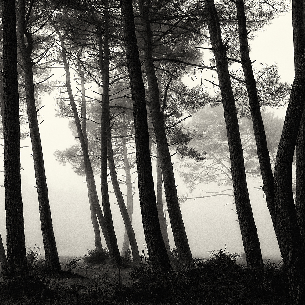 Foret Profonde By Marcel Thetiot Photography Digital Art Limited