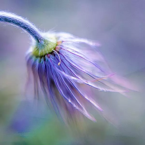 Pasque Flower's Final by Ulrike Eisenmann in Photography Digital