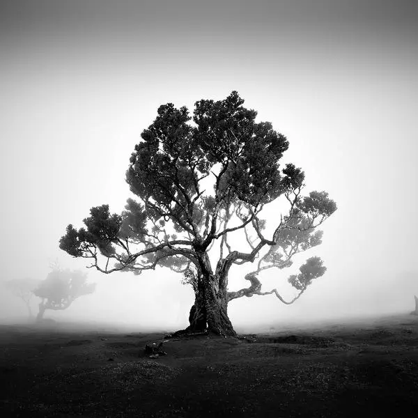 Fanal VIII by Michael Schlegel