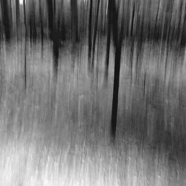 Reich Woods 1 par Jim Ferreira