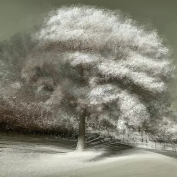 Untitled par Igor Vlad dans Photographie